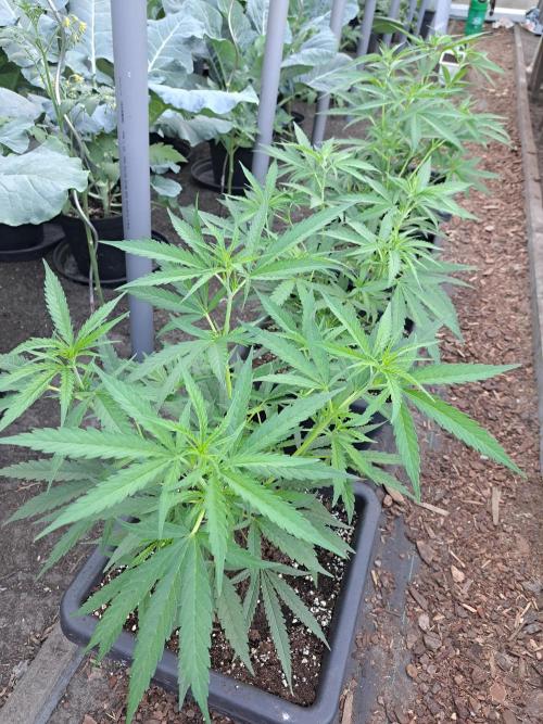 Biscotti#7 Zamnesia CLONE. Week 10 - DAY81 Before pruning