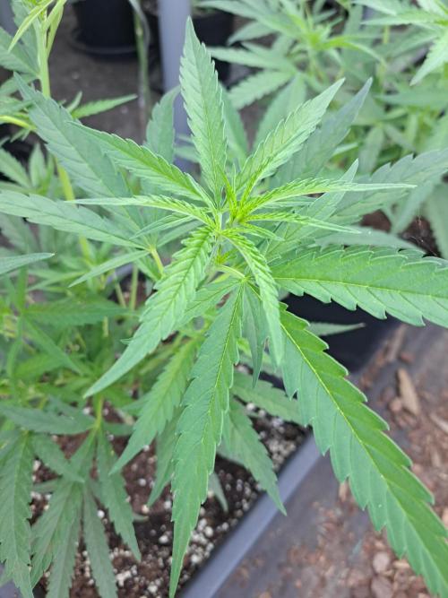 Biscotti#7 Zamnesia CLONE. Week 10 - DAY81 Before pruning