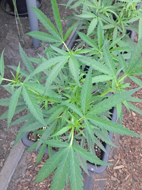 Biscotti#7 Zamnesia CLONE. Week 10 - DAY81 After pruning