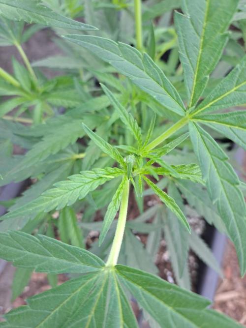 Biscotti#7 Zamnesia CLONE. Week 10 - DAY81 After topping