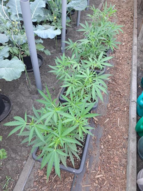 Biscotti#7 Zamnesia CLONE. Week 10 - DAY81 After pruning
