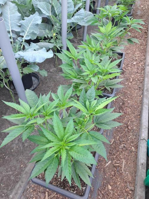 GH Cookies Gelato CLONE. Week 11 - DAY76 Before pruning