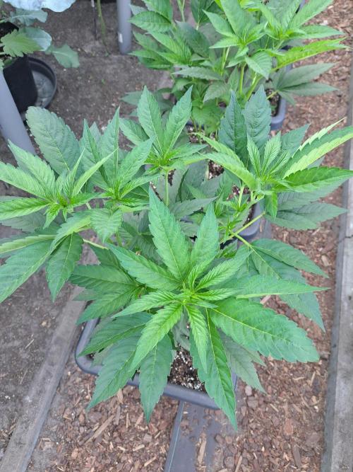 GH Cookies Gelato CLONE. Week 11 - DAY76 Before pruning