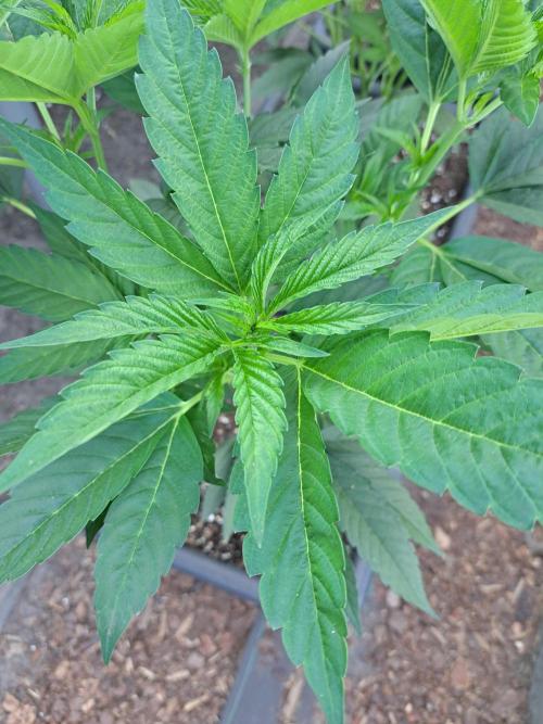 GH Cookies Gelato CLONE. Week 11 - DAY76 Before pruning
