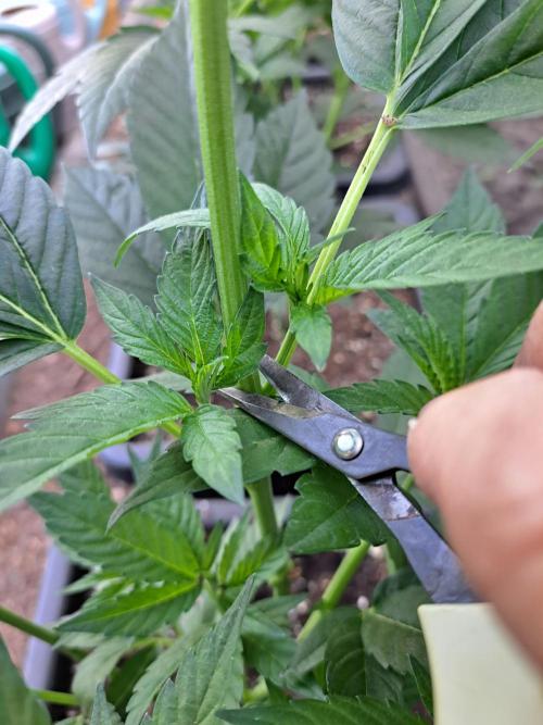 GH Cookies Gelato CLONE. Week 11 - DAY76 Pruning and taking a cuting