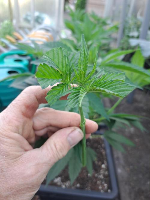 GH Cookies Gelato CLONE. Week 11 - DAY76 Nice cutting