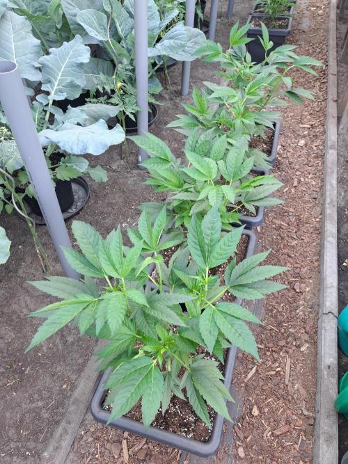 GH Cookies Gelato CLONE. Week 11 - DAY76 After pruning