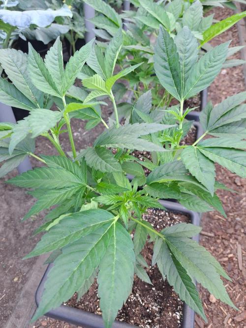GH Cookies Gelato CLONE. Week 11 - DAY76 After pruning