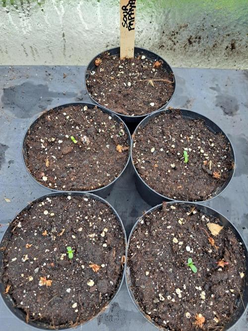 Sour Papaya. Week 0 - DAY6 4 seeds out of 5  have popped up