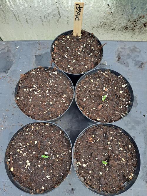 Permant Marker X Georgia Pie. Week 0 - DAY 6 : 3 out of 5 seeds sprouted today