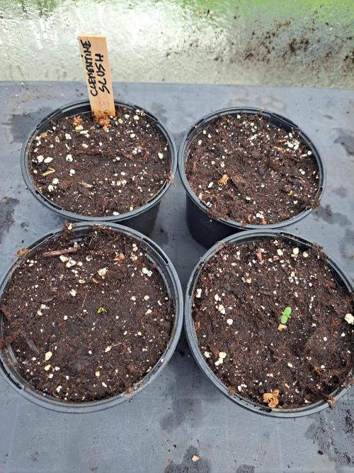 Clementine Slush. Week 0 - DAY6 Two of the four seeds have popped up
