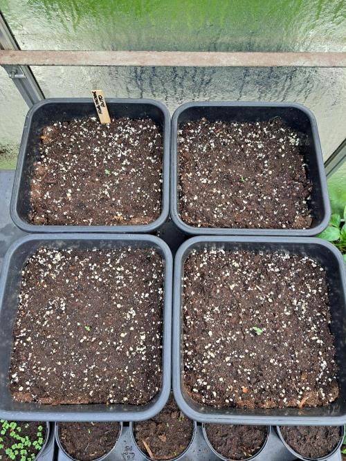 Mikromachine Auto. Week 0
