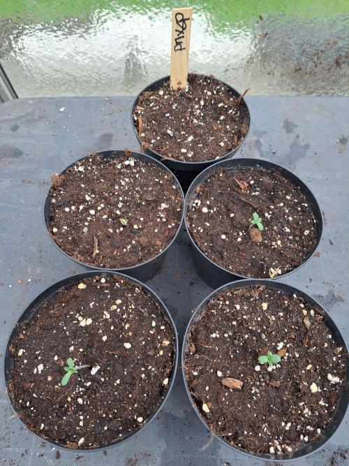 Permant Marker X Georgia Pie. Week 0 - DAY 7 : Also number 4  is popping up