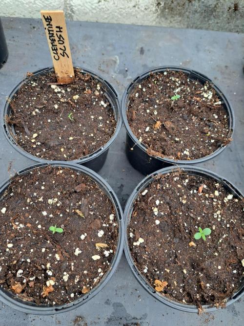 Clementine Slush. Week 0 - DAY7 All seeds have germinated