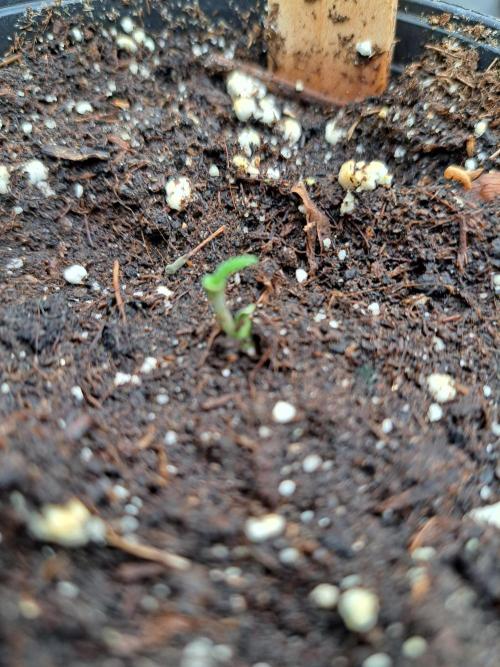 Clementine Slush. Week 0 - DAY7 This seedling looks a bit strange... :(