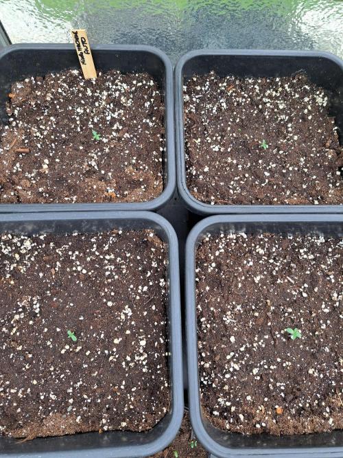 Mikromachine Auto. Week 0