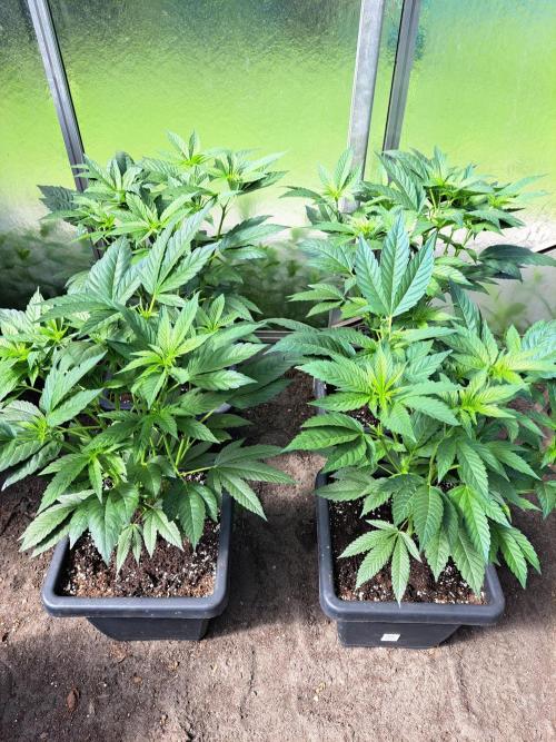 GH Cookies Gelato CLONE. Week 12 - DAY85