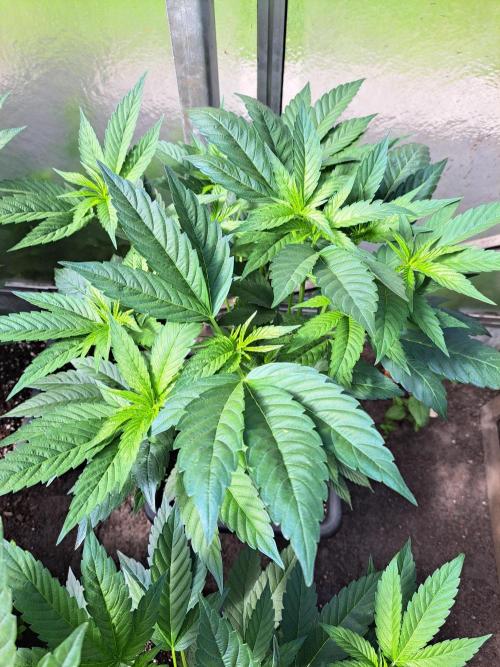 GH Cookies Gelato CLONE. Week 12 - DAY85