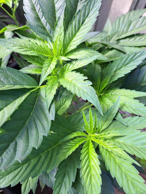 GH Cookies Gelato CLONE. Week 12 - DAY85