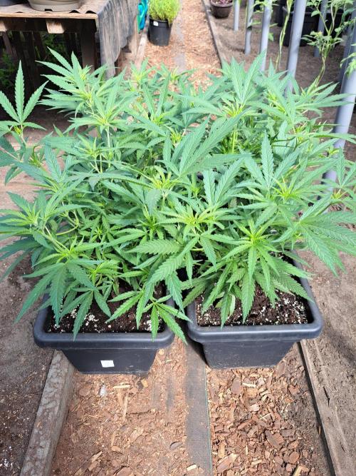 Biscotti#7 Zamnesia CLONE. Week 11 - DAY90