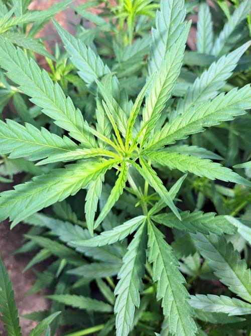 Biscotti#7 Zamnesia CLONE. Week 11 - DAY90