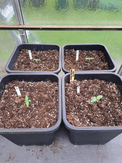 Mikromachine Auto. Week 1 - DAY14