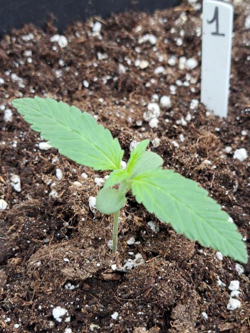 Mikromachine Auto. Week 1 - DAY14 Plant #1