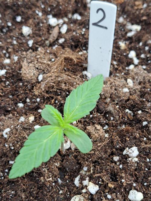 Mikromachine Auto. Week 1 - DAY14 Plant #2