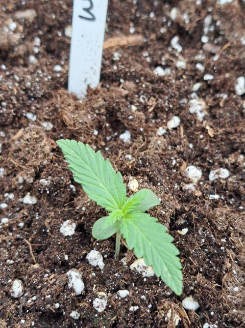 Mikromachine Auto. Week 1 - DAY14 Plant #3