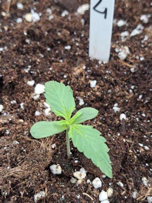 Mikromachine Auto. Week 1