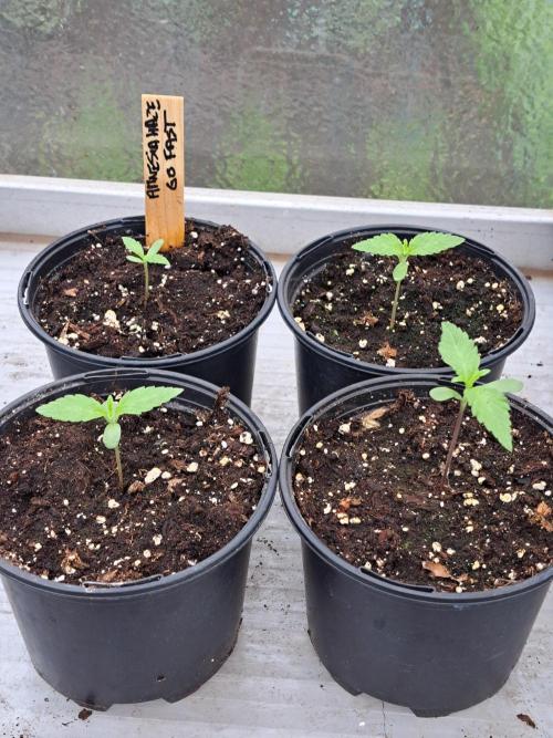 Amnesia Haze Go Fast. Week 1 - DAY14