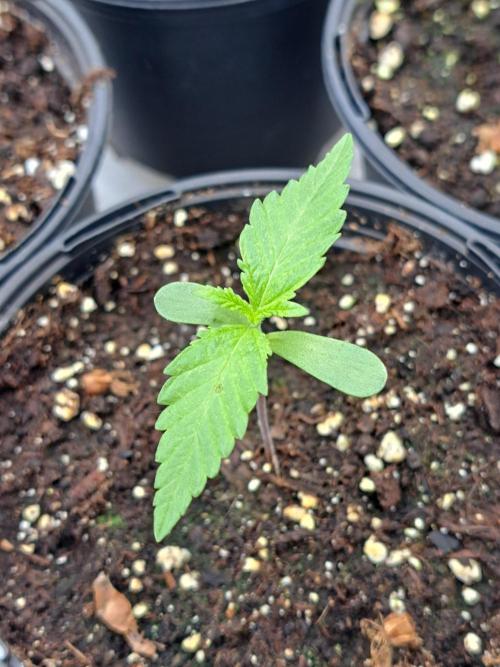 Amnesia Haze Go Fast. Week 1 - DAY14 Plant #1
