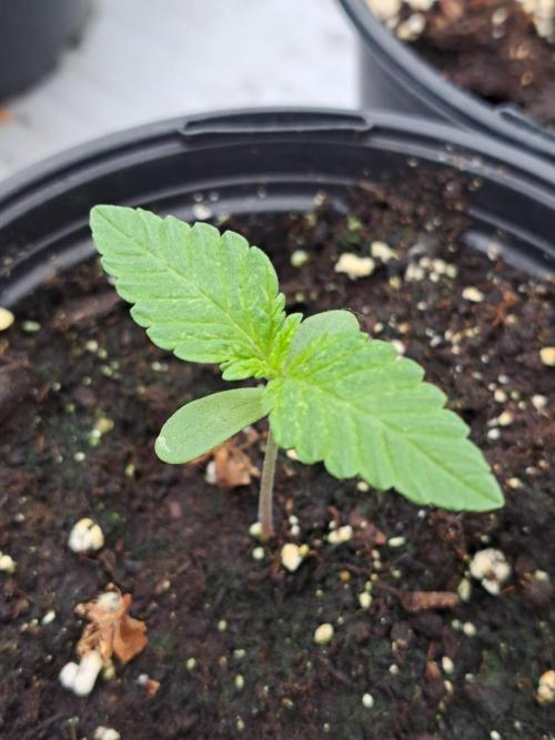 Amnesia Haze Go Fast. Week 1 - DAY14 Plant #2