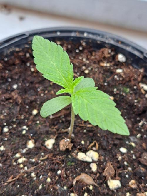 Amnesia Haze Go Fast. Week 1 - DAY14 Plant #3