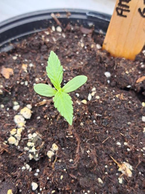 Amnesia Haze Go Fast. Week 1 - DAY14 Plant #4