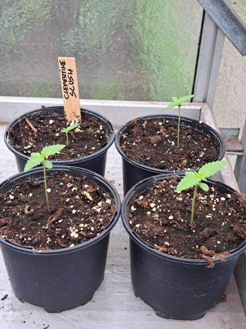 Clementine Slush. Week 1 - DAY14