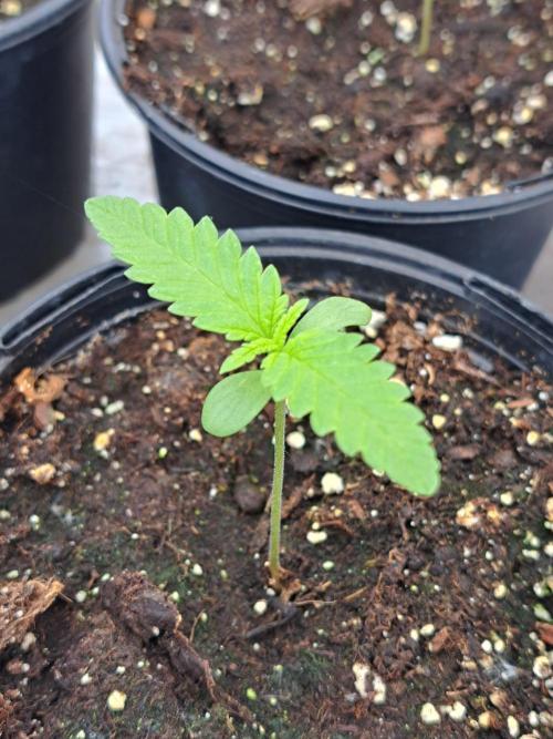 Clementine Slush. Week 1 - DAY14 Plant #1