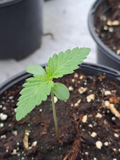 Clementine Slush. Week 1 - DAY14 Plant #2