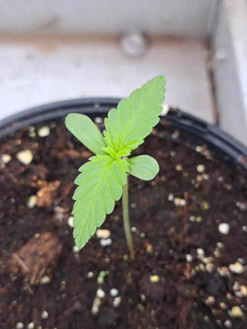 Clementine Slush. Week 1 - DAY14 Plant #3