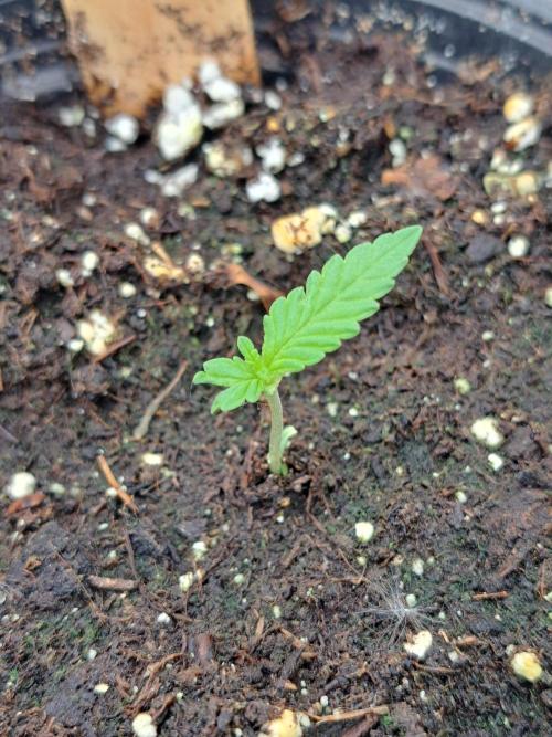 Clementine Slush. Week 1 - DAY14 Plant #4