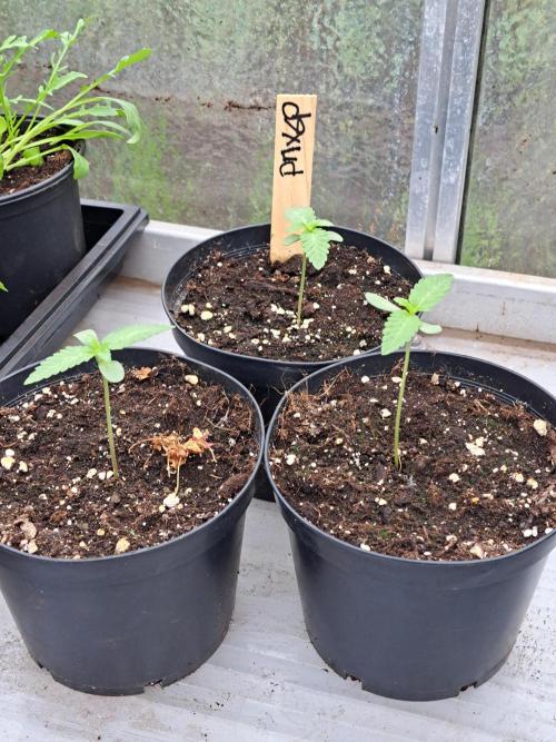 Permant Marker X Georgia Pie. Week 1 - DAY14