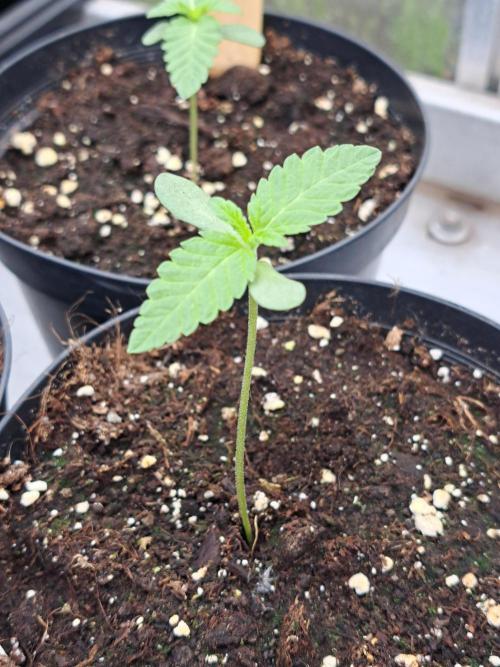 Permant Marker X Georgia Pie. Week 1 - DAY14 Plant #1