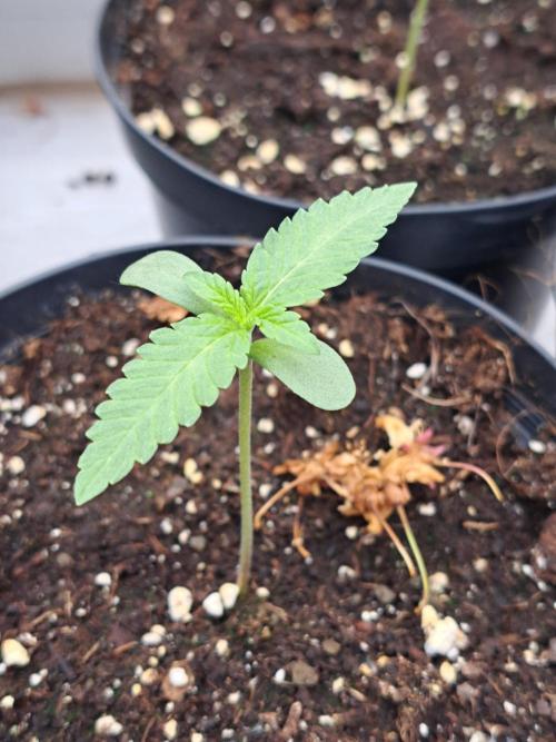 Permant Marker X Georgia Pie. Week 1 - DAY14 Plant #2