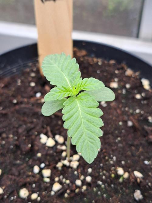 Permant Marker X Georgia Pie. Week 1 - DAY14 Plant #3