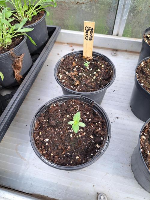 Zoap Rosé. Week 1 - DAY14