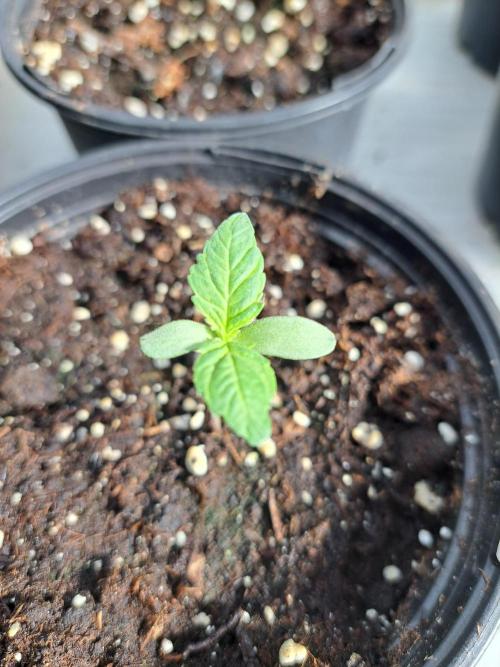 Zoap Rosé. Week 1 - DAY14 Plant #1