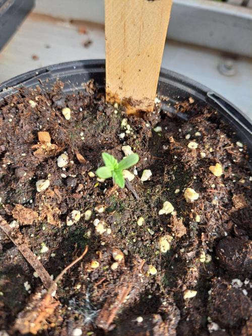 Zoap Rosé. Week 1 - DAY14 Plant #1