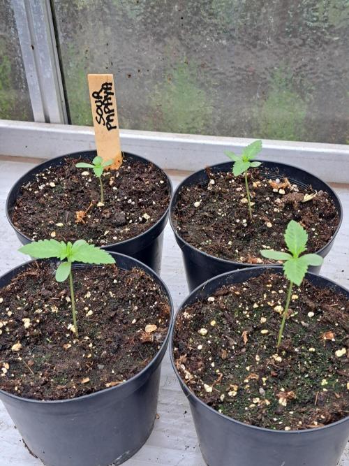 Sour Papaya. Week 1 - DAY14