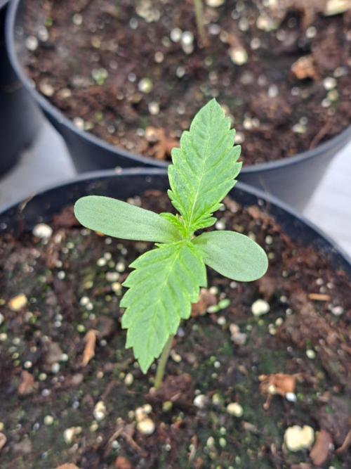 Sour Papaya. Week 1 - DAY14 Plant #1