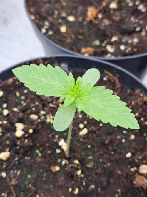 Sour Papaya. Week 1 - DAY14 Plant #2